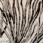 Daffodils in the Snow: 2010